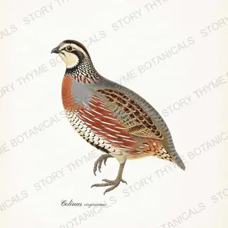 Bobwhite Quail — vintage botanical The Lodge Collection Vol. 1 print on a white background