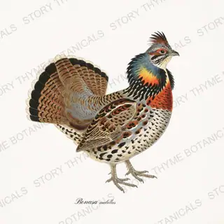 Ruffed Grouse — vintage botanical The Lodge Collection Vol. 1 print on a white background