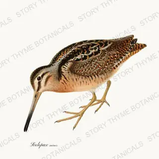 Woodcock — vintage botanical The Lodge Collection Vol. 1 print on a white background