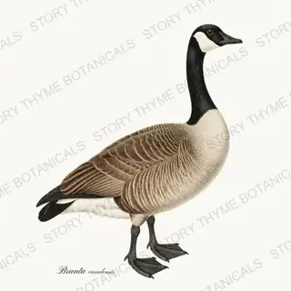 Canada Goose — vintage botanical The Lodge Collection Vol. 1 print on a white background