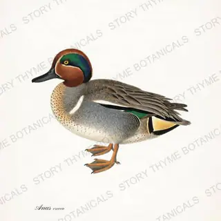 Green Winged Teal — vintage botanical The Lodge Collection Vol. 1 print on a white background