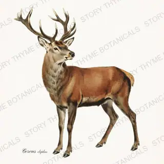 Red Stag — vintage botanical The Lodge Collection Vol. 1 print on a white background