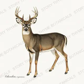 Whitetail Buck — vintage botanical The Lodge Collection Vol. 1 print on a white background