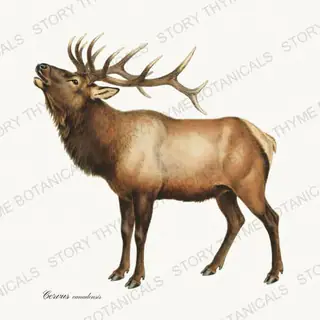 Bull Elk — vintage botanical The Lodge Collection Vol. 1 print on a white background