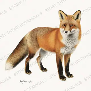 Red Fox — vintage botanical The Lodge Collection Vol. 1 print on a white background