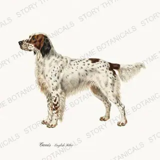 English Setter — vintage botanical The Lodge Collection Vol. 1 print on a white background