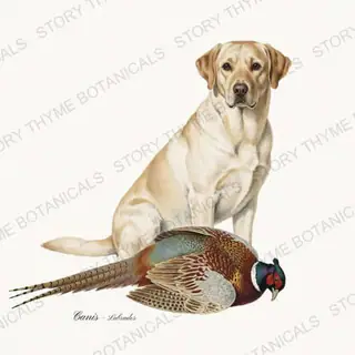 Labrador — vintage botanical The Lodge Collection Vol. 1 print on a white background