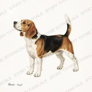 Beagle — vintage botanical The Lodge Collection Vol. 1 print on a white background