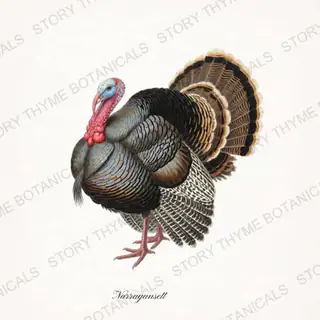 Narragansett — vintage botanical Heritage Turkeys print on a white background