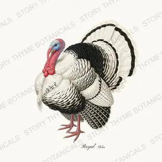 Royal Palm — vintage botanical Heritage Turkeys print on a white background