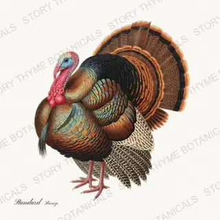 Standard Bronze — vintage botanical Heritage Turkeys print on a white background