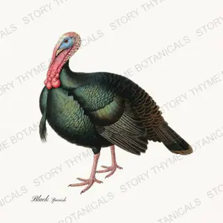 Black Spanish — vintage botanical Heritage Turkeys print on a white background