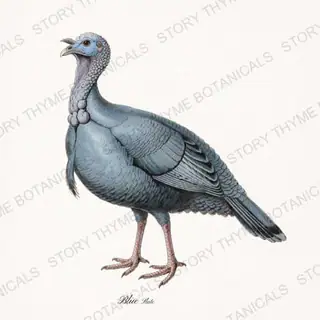 Blue Slate — vintage botanical Heritage Turkeys print on a white background