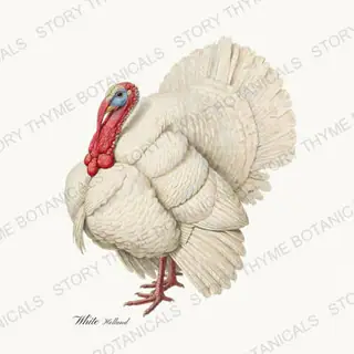 White Holland — vintage botanical Heritage Turkeys print on a white background