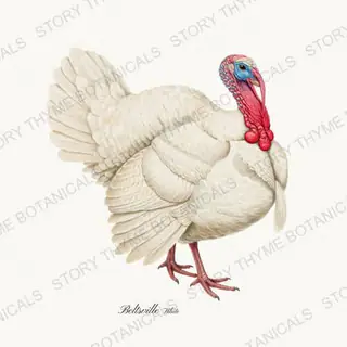 Beltsville White — vintage botanical Heritage Turkeys print on a white background
