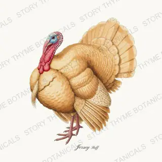 Jersey Buff — vintage botanical Heritage Turkeys print on a white background