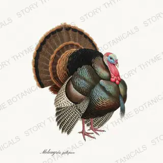 Wild Turkey — vintage botanical Heritage Turkeys print on a white background