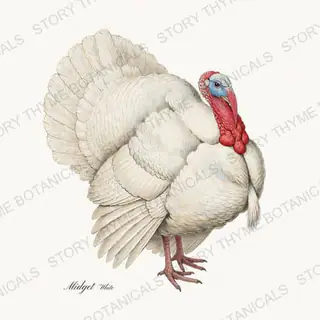 Midget White — vintage botanical Heritage Turkeys print on a white background