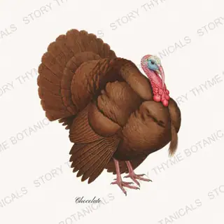 Chocolate — vintage botanical Heritage Turkeys print on a white background