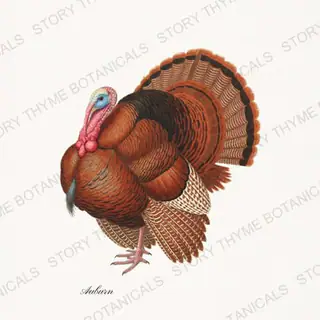 Auburn — vintage botanical Heritage Turkeys print on a white background