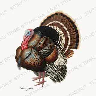 Sweetgrass — vintage botanical Heritage Turkeys print on a white background