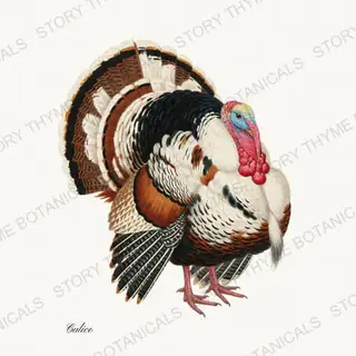 Calico — vintage botanical Heritage Turkeys print on a white background