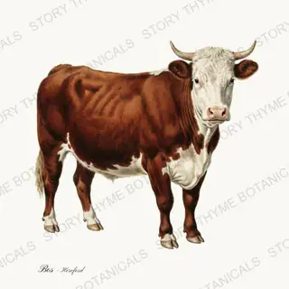 Hereford — vintage botanical Highland & Pasture print on a white background