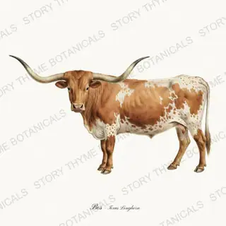 Texas Longhorn — vintage botanical Highland & Pasture print on a white background