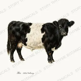 Belted Galloway — vintage botanical Highland & Pasture print on a white background