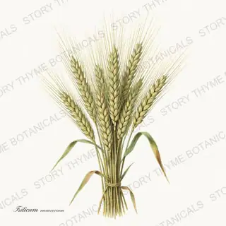 Einkorn — vintage botanical Historic Crops print on a white background