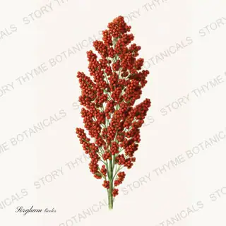 Sorghum — vintage botanical Historic Crops print on a white background