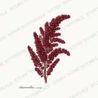 Amaranth — vintage botanical Historic Crops print on a white background