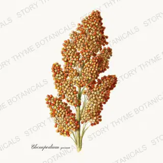 Quinoa — vintage botanical Historic Crops print on a white background