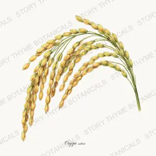 Rice — vintage botanical Historic Crops print on a white background