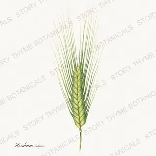 Barley — vintage botanical Historic Crops print on a white background