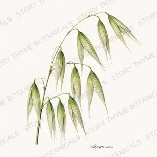 Oats — vintage botanical Historic Crops print on a white background