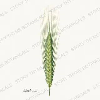 Rye — vintage botanical Historic Crops print on a white background
