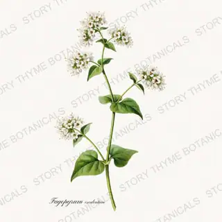 Buckwheat — vintage botanical Historic Crops print on a white background
