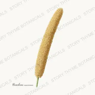 Millet — vintage botanical Historic Crops print on a white background