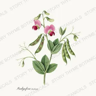 Indigo — vintage botanical Historic Crops print on a white background