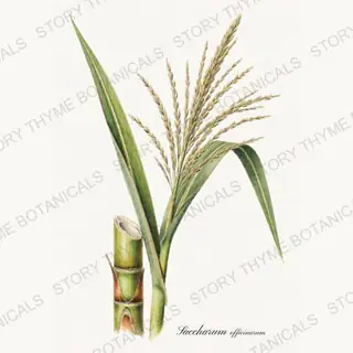 Sugarcane — vintage botanical Historic Crops print on a white background