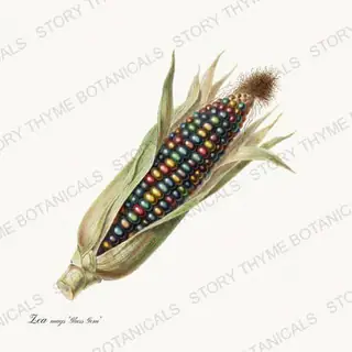 Glass Gem Corn — vintage botanical Historic Crops print on a white background