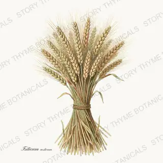 Red Fife Wheat — vintage botanical Historic Crops print on a white background