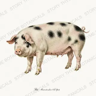 Gloucestershire Old Spot — vintage botanical The Hog & The Homestead print on a white background