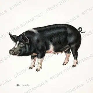Berkshire — vintage botanical The Hog & The Homestead print on a white background