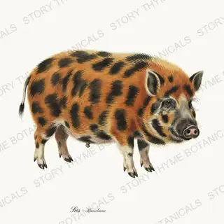Kunekune — vintage botanical The Hog & The Homestead print on a white background