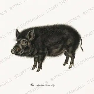American Guinea Hog — vintage botanical The Hog & The Homestead print on a white background