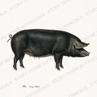 Large Black — vintage botanical The Hog & The Homestead print on a white background