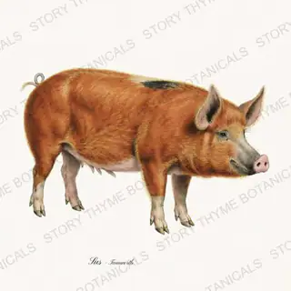 Tamworth — vintage botanical The Hog & The Homestead print on a white background