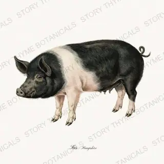 Hampshire — vintage botanical The Hog & The Homestead print on a white background